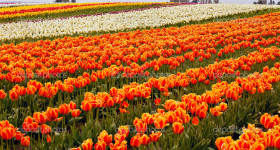Red Orange White Tulips Flowers Field Skagit Valley Farm Washington State Pacific Northwest