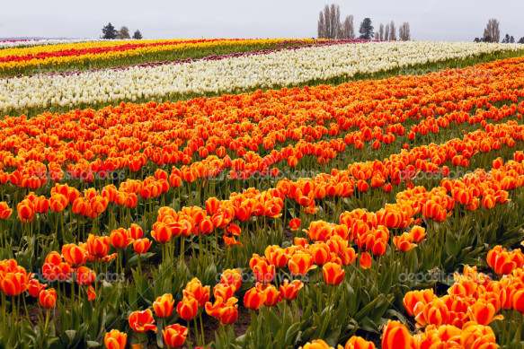Red Orange White Tulips Flowers Field Skagit Valley Farm Washington State Pacific Northwest